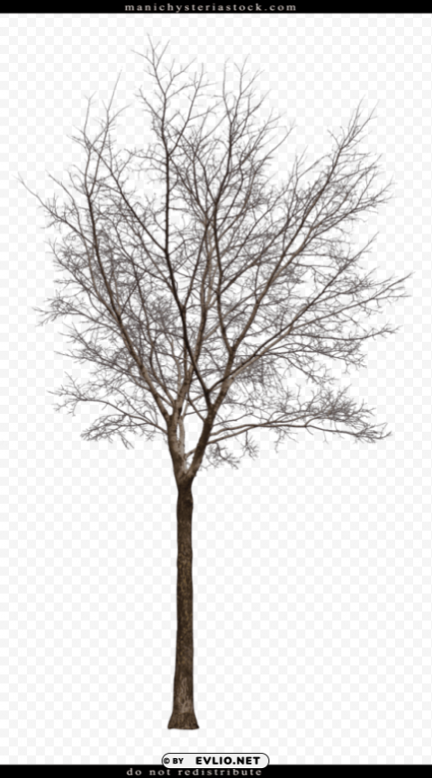 bare tree cut out PNG images with no royalties