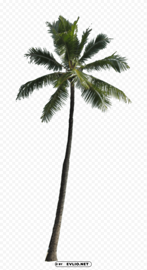 palm tree PNG pictures without background