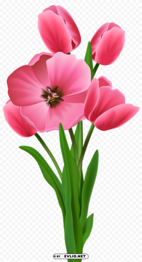 tulips Transparent Background PNG Isolated Item