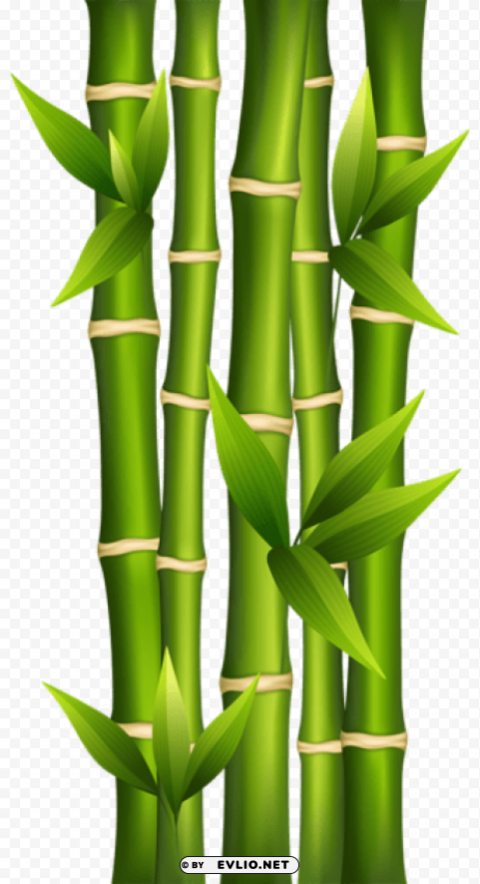 Bamboo PNG Transparent Graphics For Projects