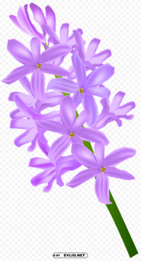hyacinth transparent PNG for educational projects