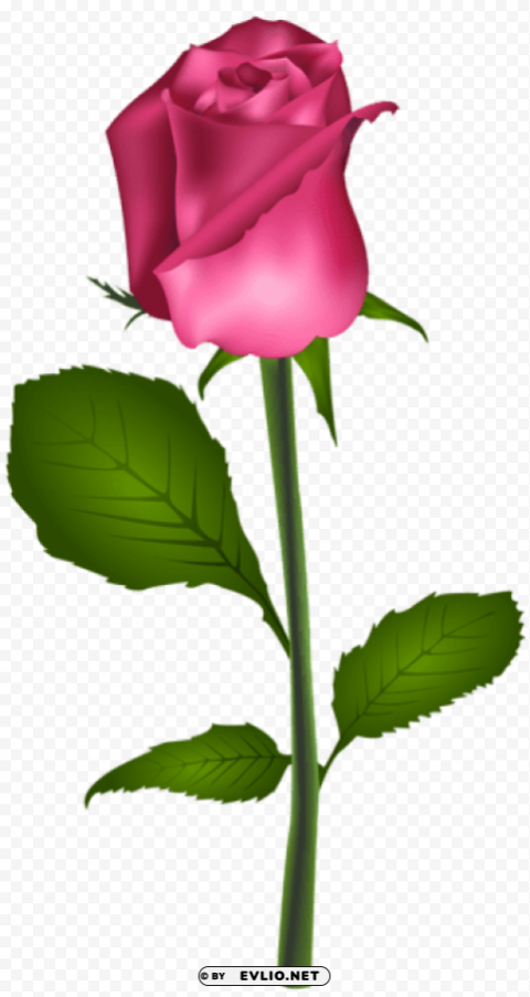 pink rose transparent Isolated Artwork with Clear Background in PNG