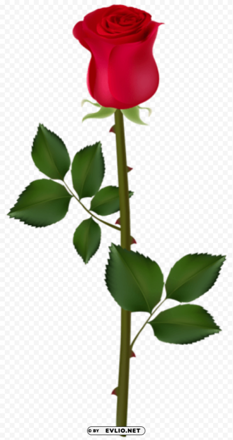 red rose PNG for design