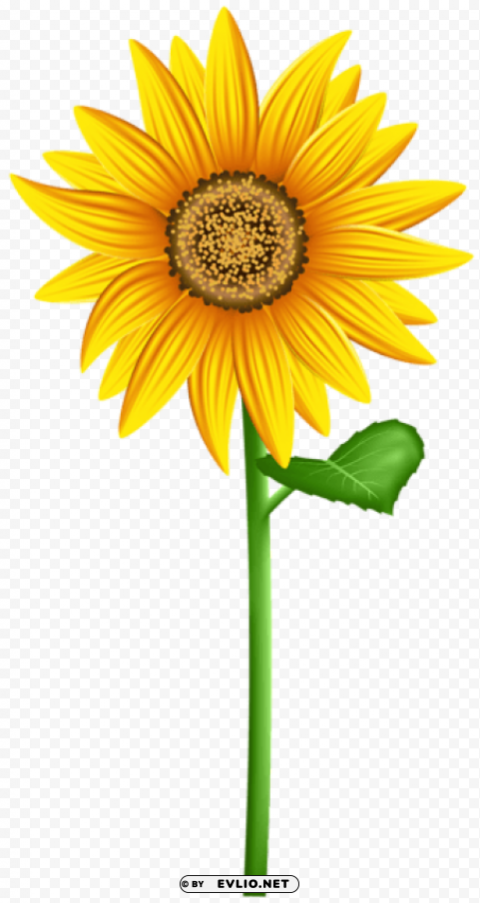 sunflower Clear Background PNG Isolated Subject