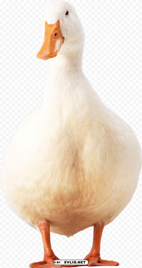 white duck PNG files with no backdrop wide compilation