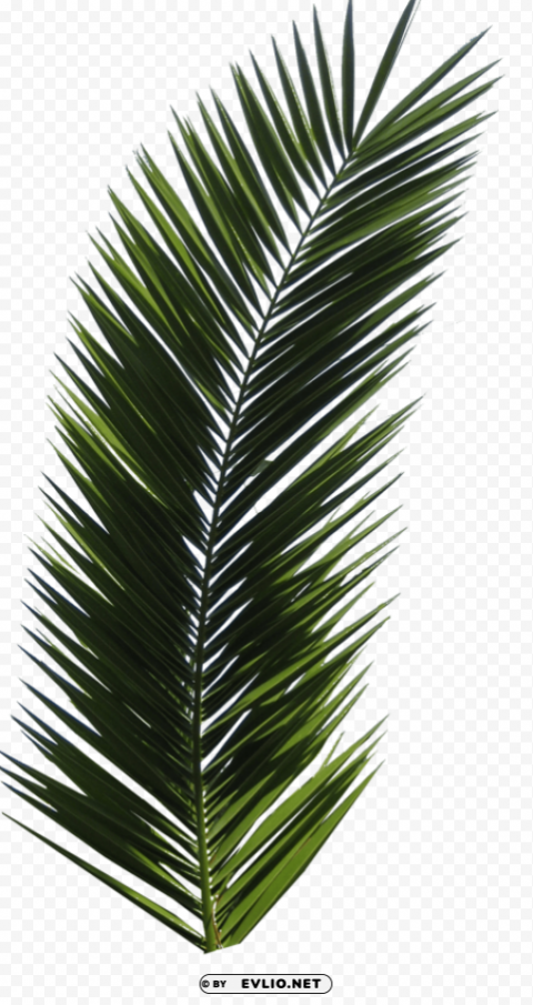 Palm Tree Transparent PNG Isolated Object Design