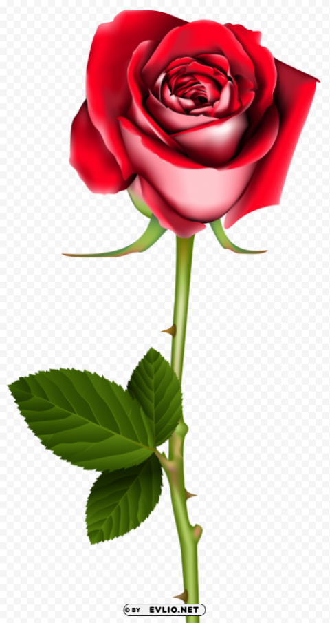 rose PNG transparent graphics comprehensive assortment