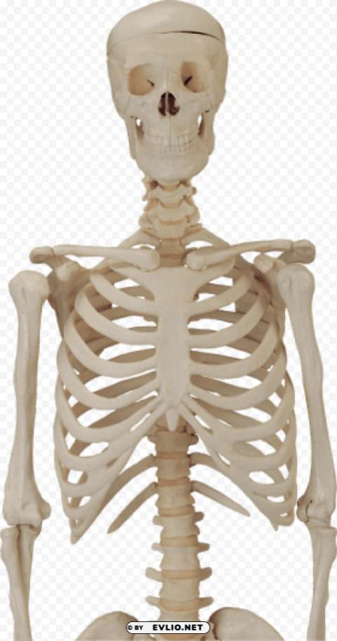 Body Skeleton Isolated Illustration In HighQuality Transparent PNG