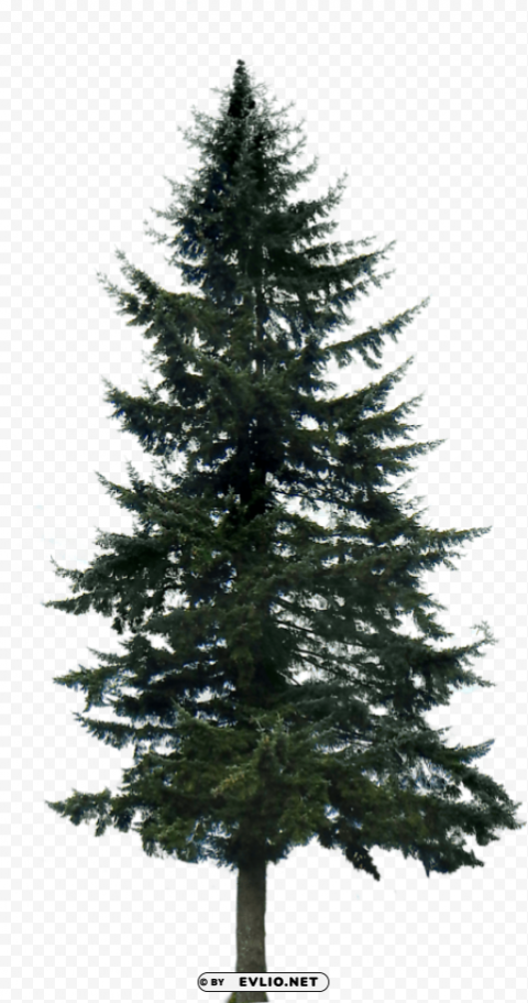 Pine Trees Transparent PNG Files With No Background Free