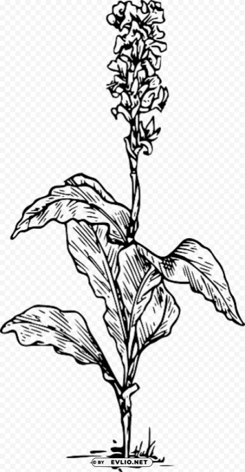canna indica flower drawing PNG files with no background wide assortment