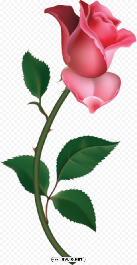 large pink rose bud painting Clear background PNGs