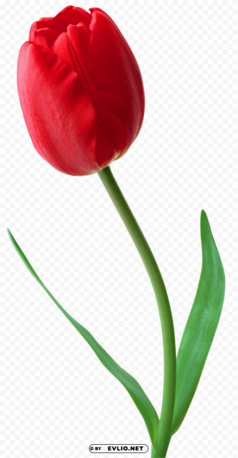 tulip PNG images with transparent canvas variety