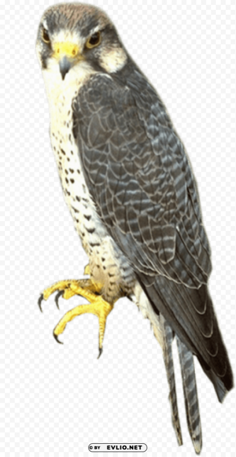 falcon PNG transparent photos for design