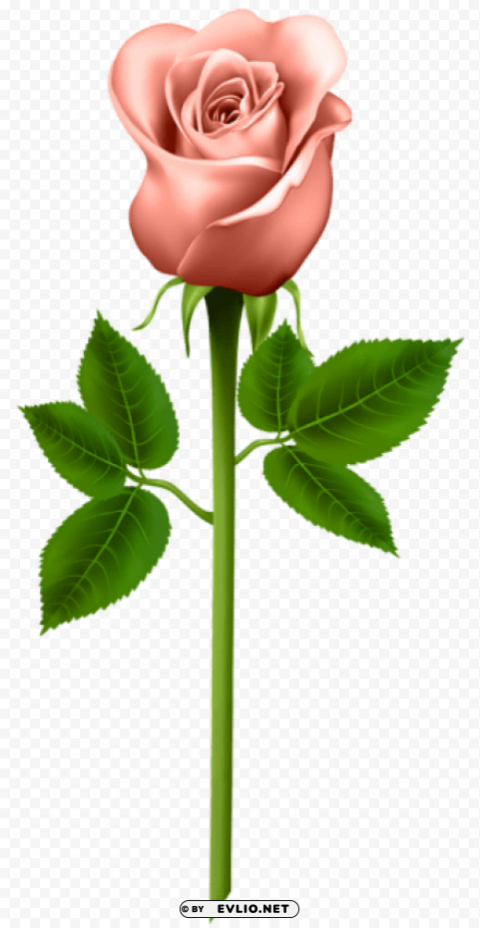 PNG image of orange rose HighQuality Transparent PNG Isolated Element Detail with a clear background - Image ID b03df333