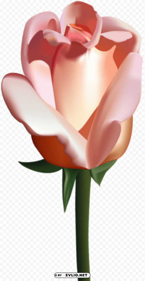 peach rose PNG with clear background extensive compilation