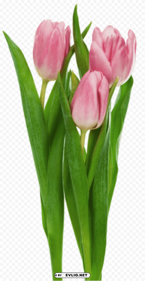 pink tulips flowers Isolated Subject on HighResolution Transparent PNG