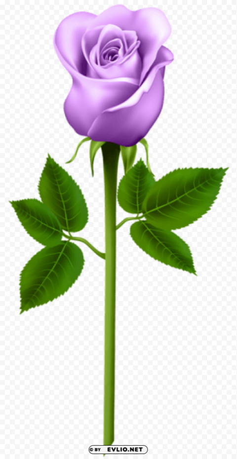 PNG image of purple rose HighQuality Transparent PNG Object Isolation with a clear background - Image ID 40fec76b