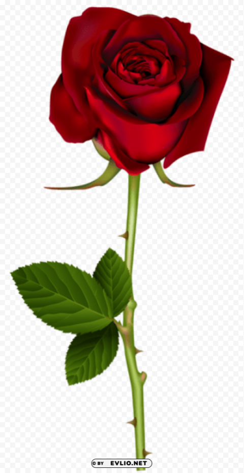 red rose PNG for mobile apps