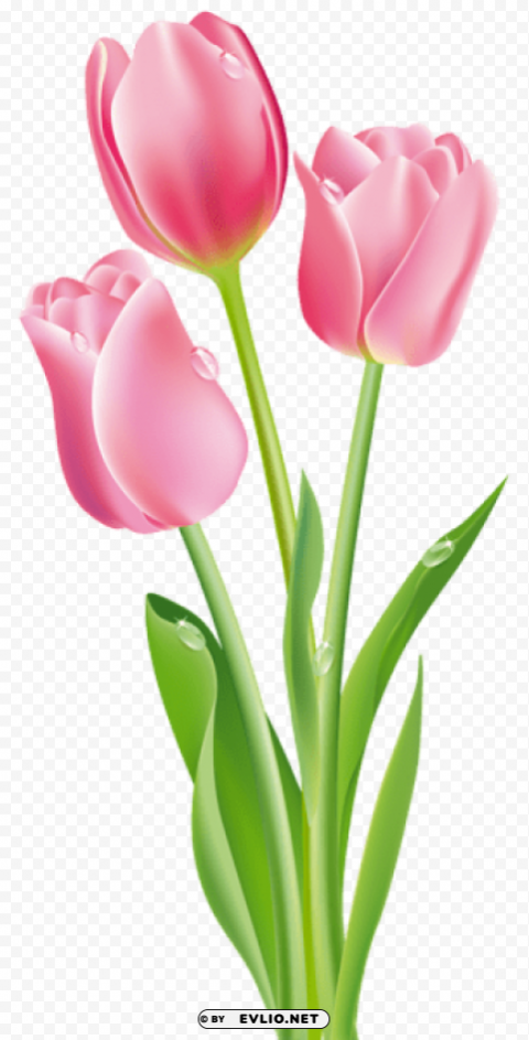 pink tulips PNG design elements