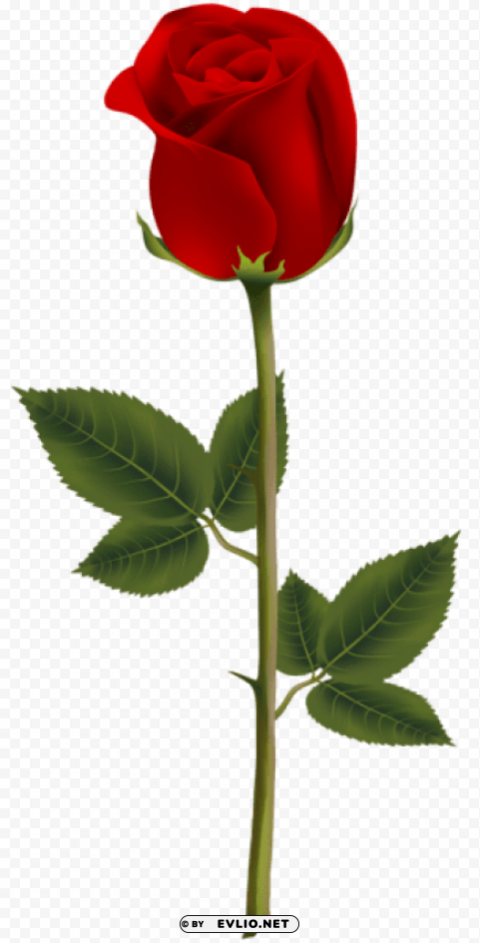 red rose PNG images with transparent space
