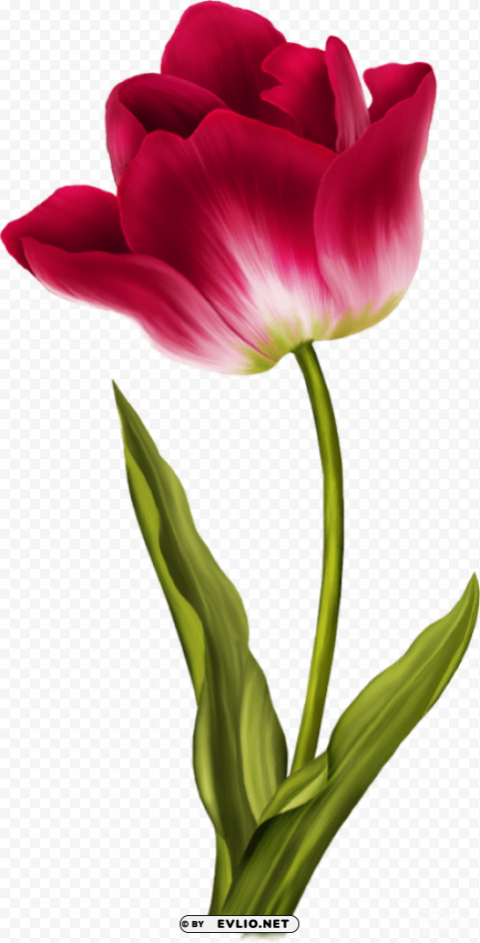 tulip Isolated Illustration on Transparent PNG