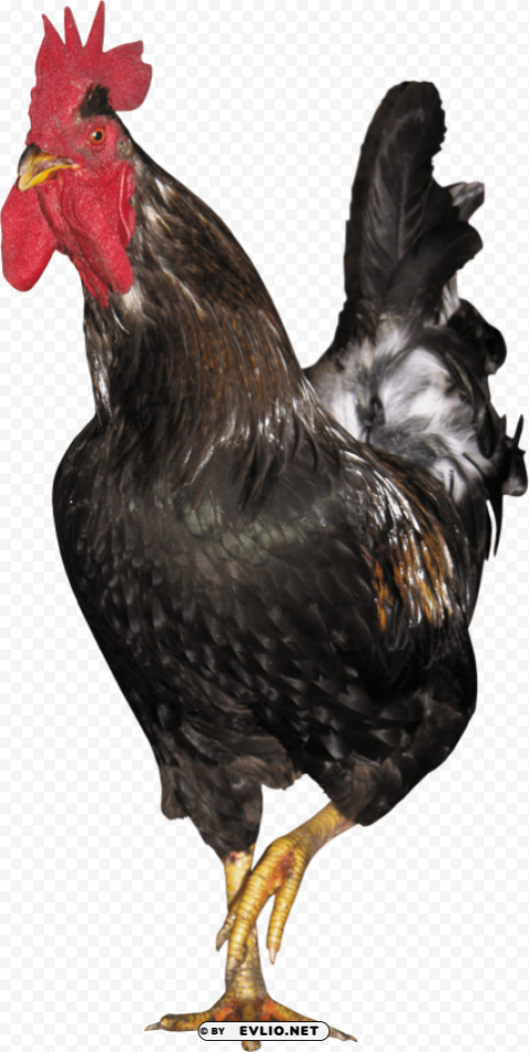 cock Free PNG images with transparent layers diverse compilation