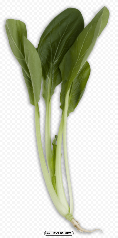 Transparent bok choy Isolated Subject with Clear Transparent PNG PNG background - Image ID d9a26f11