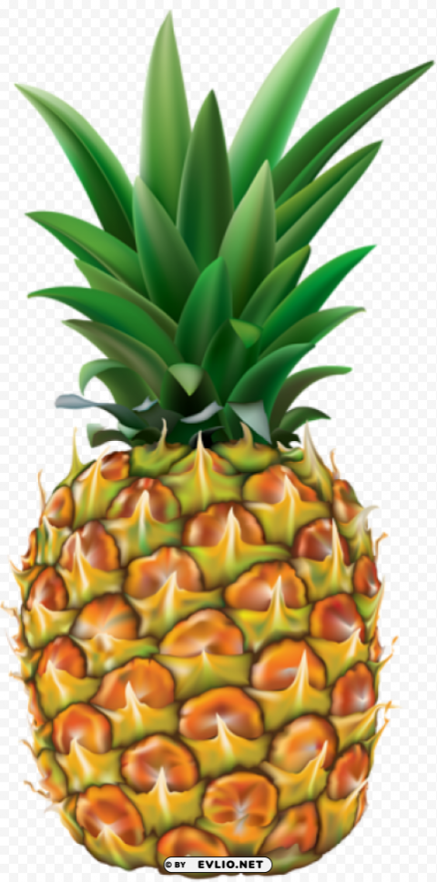 pineapple transparent Clean Background Isolated PNG Graphic Detail