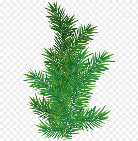 0 - pine tree branch PNG transparent design