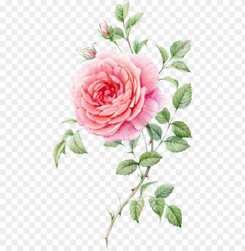 0素材1 blooming rose watercolor flowers watercolour - watercolor roses PNG photo