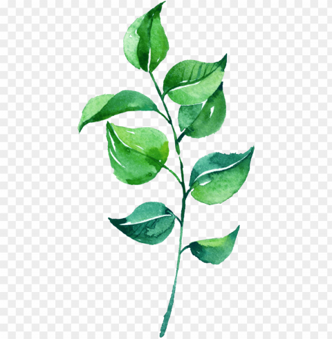 0素材19 - watercolor leaves leaves Isolated Element with Clear Background PNG