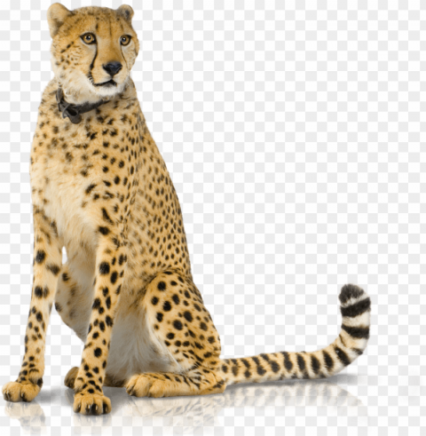 02 produkte panel backup-hd - cheetah sitting up PNG Graphic with Isolated Design