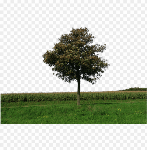 1 Kb Bank - Tree With Grass PNG Image Isolated With High Clarity