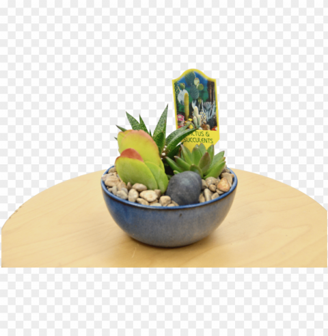 1 succulent assortment in blue glazed pot pot - flowerpot High-resolution PNG images with transparent background
