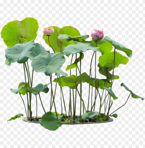 10 free plants &amp - water plant cut out PNG for use