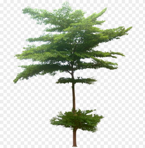 10 tree images free cutouts for architecture - terminalia mantaly tree pla ClearCut PNG Isolated Graphic PNG transparent with Clear Background ID f2f9842f