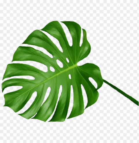 1000 images about &overlays - swiss cheese plant leaf PNG graphics with clear alpha channel