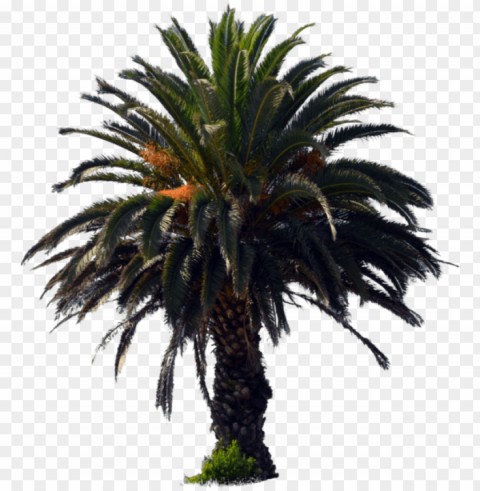 1098 x 727 5 - palm oil tree PNG transparent graphic