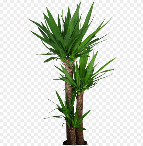 110 cm - corn stalk dracaena silk plant PNG with transparent overlay PNG transparent with Clear Background ID 566fddbe