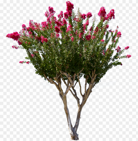 1327 x 1500 16 - crepe myrtle tree Transparent Cutout PNG Isolated Element