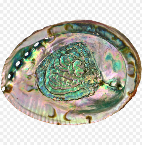 1336 x 986 4 - transparent abalone shell PNG with alpha channel for download