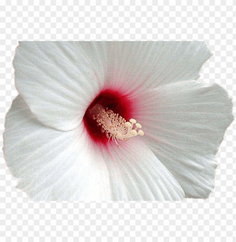 15 white hibiscus flower for free download on ya - hawaiian hibiscus PNG Image with Transparent Background Isolation
