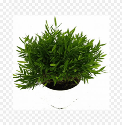 153304325873267956 pogonatherum paniceum dwarf bamboo - baby bamboo Isolated Item on Transparent PNG PNG transparent with Clear Background ID 50e848e6