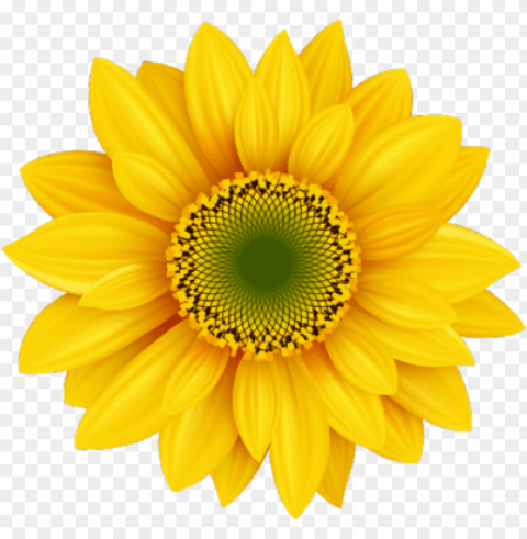 17 psd flower images - yellow daisy Isolated Element with Clear PNG Background