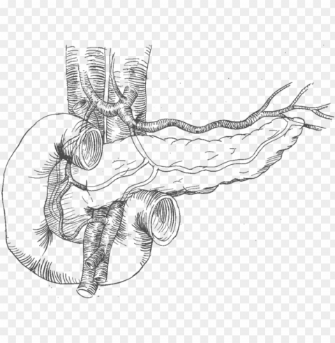 19 pancreas drawing sketch huge freebie download for - line art Isolated Artwork on HighQuality Transparent PNG