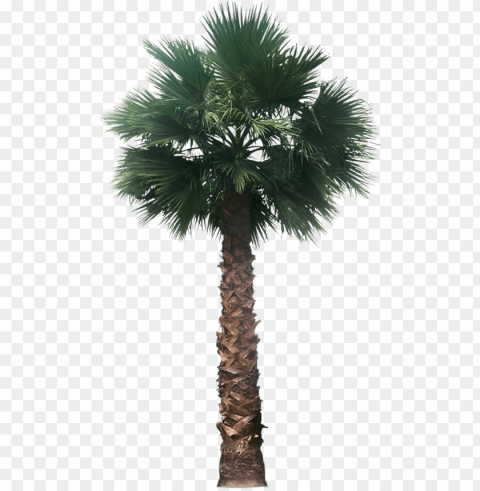 20 free tree - desert palm tree PNG images with clear background