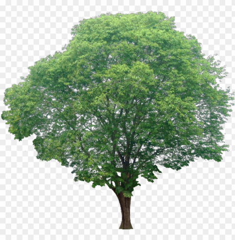 20 Free Tree - Background Cut Out Srubs Plants PNG Images With Transparent Canvas Variety