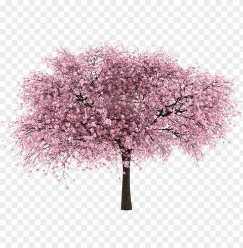 20 imágenes de Árbol - cherry blossom tree Isolated Character in Clear Transparent PNG