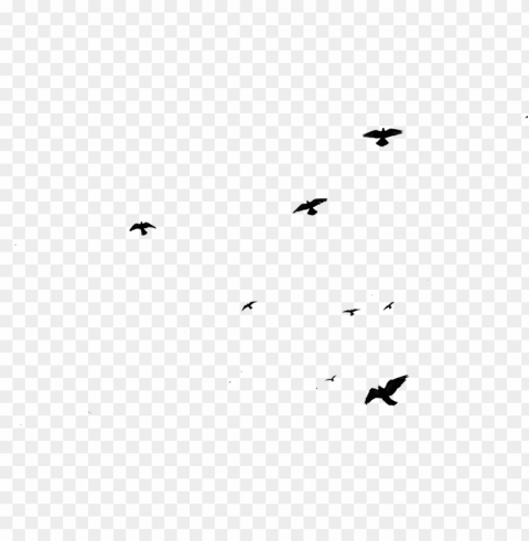 2012 - flying birds gif Isolated Artwork in HighResolution PNG
