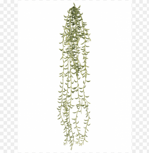 23 hanging crescent succulent vine green - succulent vine Isolated Subject in Clear Transparent PNG
